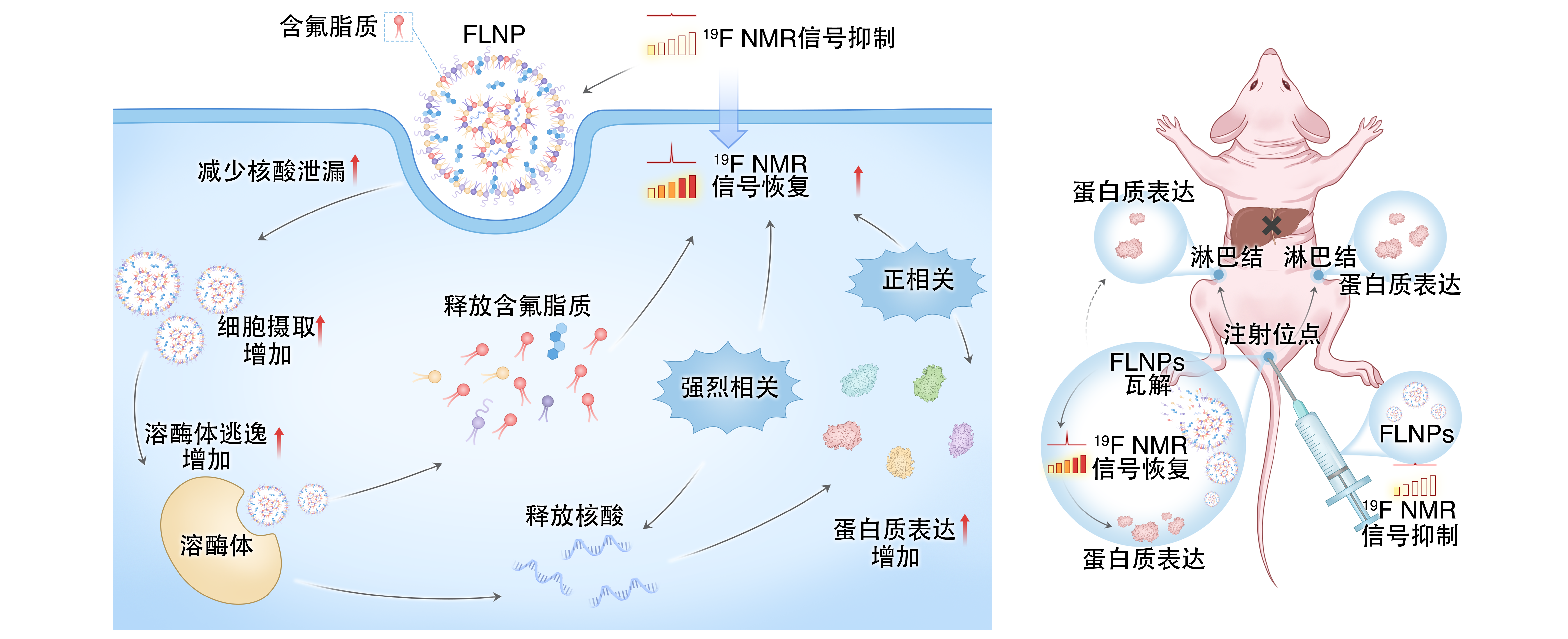 让 mRNA 在体内“看得见” EVO视讯官网在mRNA疫苗递送研究方面取得重要进展